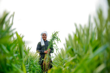 Young Indian farmer in a field of green wheat