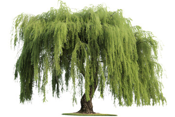 Willow Tree