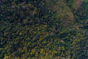 Aerial view green forest on mountin morning sun rise nature landscape background