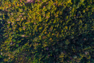 Aerial view green forest on mountin morning sun rise nature landscape background