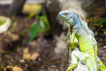 A blue and green iguana keeping watch