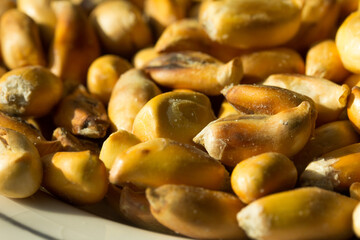 Macro photograph of Peruvian roasted corn cancha. Natural food concept.