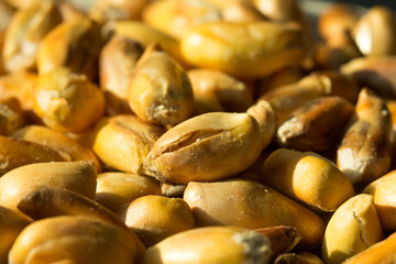 Macro photograph of Peruvian roasted corn cancha. Natural food concept.