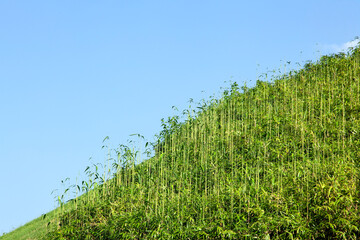 View of the green hill against the blue sky