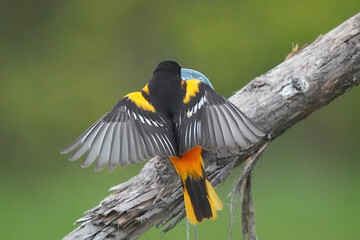 Flying Baltimore Orioles on lawn in spring