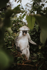 Monkeys of Jozani Nationalpark
