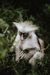 Monkeys of Jozani Nationalpark