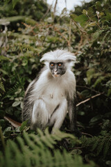 Monkeys of Jozani Nationalpark
