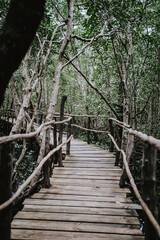 Fototapeta premium Monkeys of Jozani Nationalpark