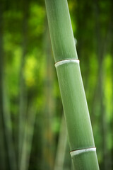 涼しげな夏の竹林
