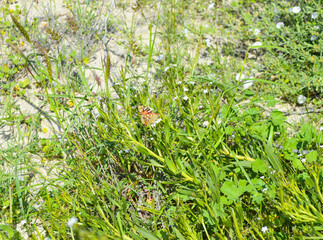 Butterfly and green grass in the forest