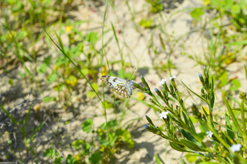 white and brown butterfly on a green leaf