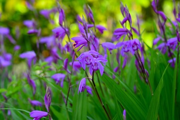 シラン（紫蘭）の花　紫色