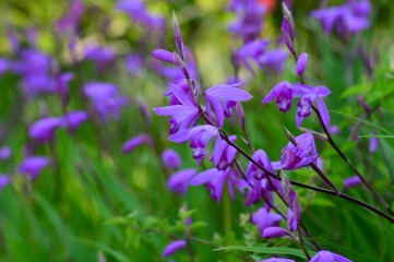 シラン（紫蘭）の花　紫色