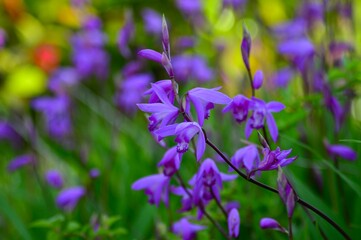 シラン（紫蘭）の花　紫色