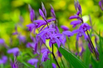 シラン（紫蘭）の花　紫色
