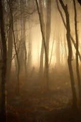 Fototapeta premium A mystical forest scene with sunlight piercing through the fog, illuminating bare trees and autumn leaves on the ground.