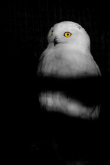 Enigmatic Snowy Owl: Night’s Silent Watcher