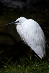 Elegant white egret, intense yellow gaze