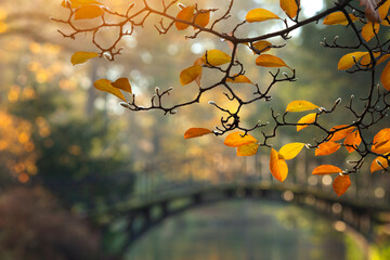 Jesienny poranek w parku. Liście Magnolii.