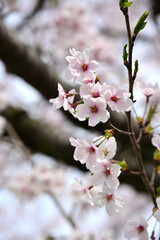 When the cherry blossom trees lined up over the river surface are in full bloom, they race to be the first to bloom with their spectacular flowers.