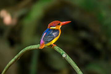 Oriental Dwarf KingfisherThe mouth is red, the head, rump and tail are purplish pink. yellow-orange face There are dark blue and white stripes, dark blue on the back. The lower body is orange-yellow. 