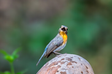 Fototapeta premium Indochinese Blue Flycatcher The head and tail are blue-gray and the neck and chest are orange.