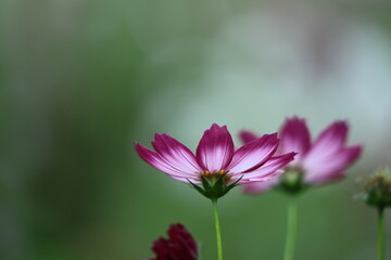 秋風に揺れて咲く