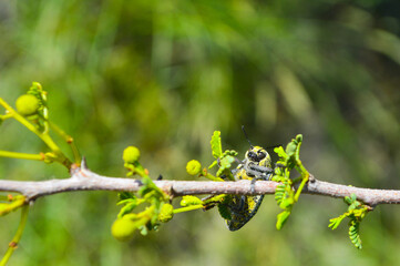 julodis animal insect on acacia nilotica tree branch with green leaves