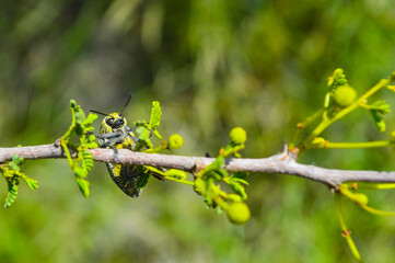 julodis on a branch of babul tree in forest