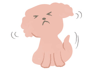 後ろ足で頭を掻くトイプードル