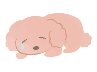 伏せをして涙を流し落ち込むトイプードル