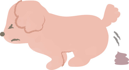 うんちをふんばり排泄する犬　プードル　