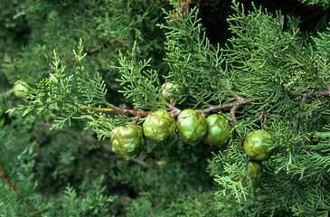 Cupressus sempervirens, Cyprés de Provence