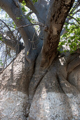 baobab, Adansonia digitata, arbre le plus celébre avec 21 m de circonférence. Majunga, Madagascar