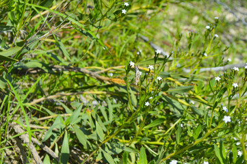 green grass in the forest. White plant flowers 