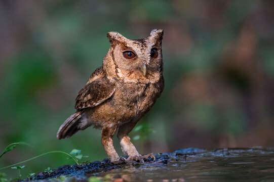 Collared Scops Owl Dark hazel eyes Brown body feathers The neck is brownish-yellow. In nature, it is often difficult to notice. Forehead and eyebrows light brown The lower body has black lines.