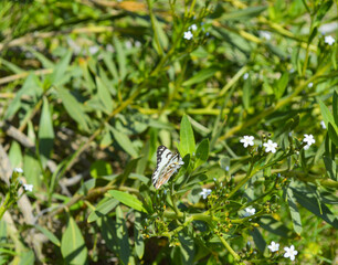 Fototapeta premium wild butterfly on a flower