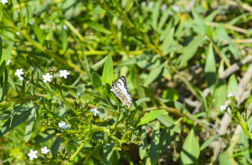butterfly on a flower animal wildlife insect