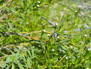 small butterfly on a green leaf