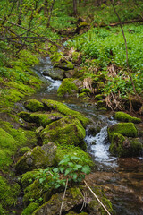 Water flows through a forest with mosscovered rocks and lush vegetation