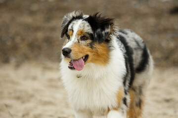 A tricolor Australian Shepherd dog runs joyfully on a sandy beach.