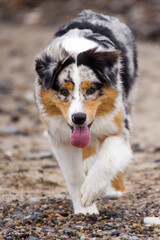 A tricolor Australian Shepherd dog runs joyfully on a sandy beach.