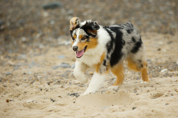 Ein dreifarbiger Australian Shepherd Hund läuft freudig an einem sandigen Strand.