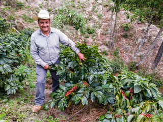 Proud farmer shows his Arabica coffee bushes.