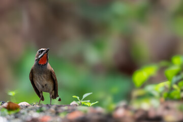 Siberian Rubythroat Bright red neck, black mouth and face, white eyebrows and whiskers. The head...