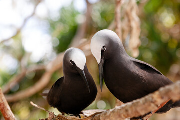 A pair of White-tipped Black Noddy terns nesting in branches on Lady Elliot Island, on the Southern Great Barrier Reef, Queensland © Nautilus Creative