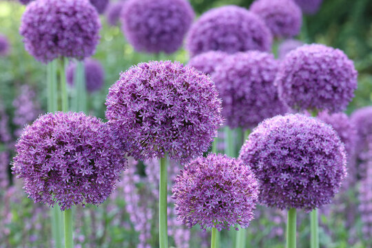 Closeup of the large round purple flower heads of the spring flowering perennial garden bulb Allium Gladiator.