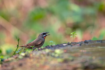 Siberian Rubythroat Bright red neck, black mouth and face, white eyebrows and whiskers. The head and body are brown, the chest is gray, the underbody is orange-brown.