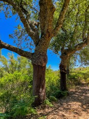 Quercus suber, сork oak, oak, Sobreiro, Carvalho